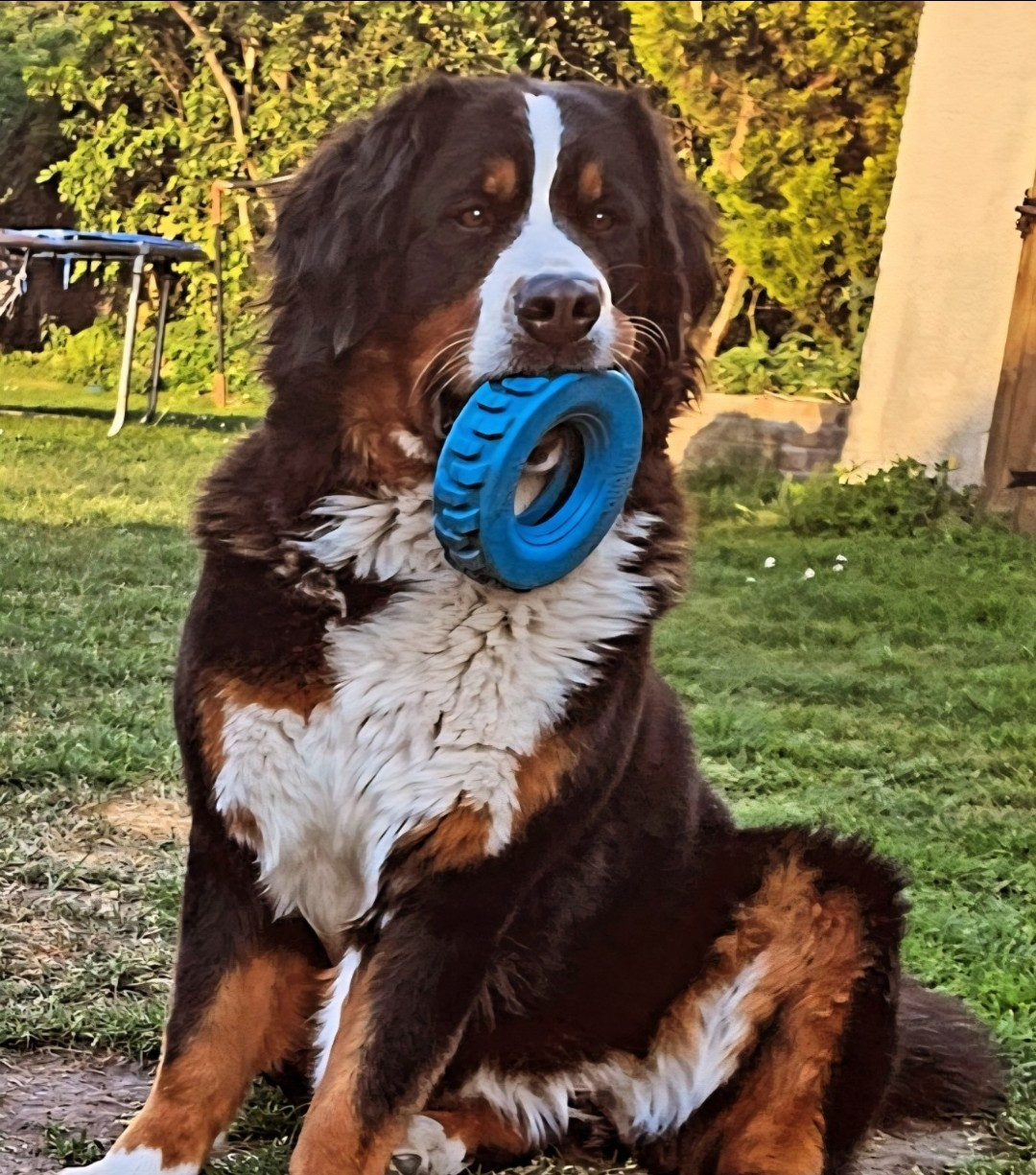 Veni vidi vici Etoile De Mahengo